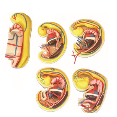 消化、呼吸、泌尿生殖、體腔的發(fā)生解剖示教模型 YJ/ZZ2017